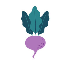 Beetroot, vegetable. Autumn and summer harvest, farming. Healthy and organic food. Vector illustration in flat style