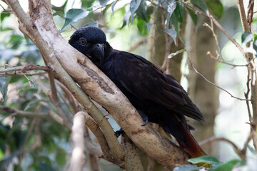Black parrot, Chalcopsitta atra on a tree. Exotic Rare Birds
