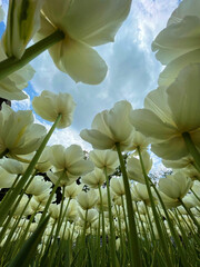 Low angle view of white flowering tulips against sky