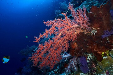 Beautiful view of red reefs and corals with fish underwater