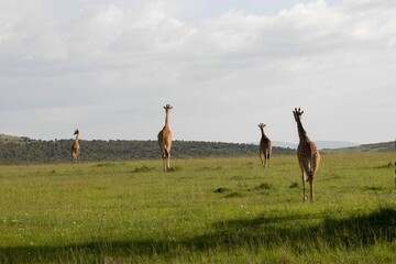 Group of tall giraffes walking in the extensive field