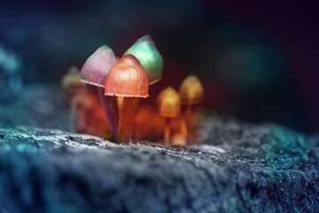 Hallucinogenic colorful mushrooms grow in the forest, toned