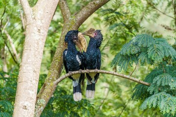 View of beautiful Silvery cheeked hornbills on a branch in a forest © Wirestock Creators