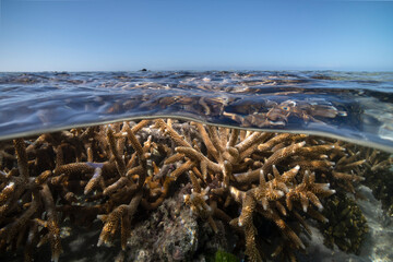 Fototapeta premium Coral reef, Heron Island Australia