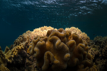 Coral reef, Heron Island Australia