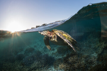 Green Turtle, The Great Barrier Reef Australia