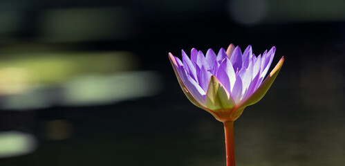 Seerose © C. Schüßler