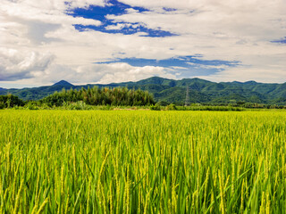 Ears of rice blowing in wind in autumn or fall, Agriculture or food background, Food industry