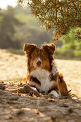 dog in the park