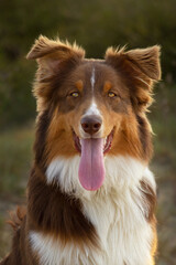 australian shepherd dog