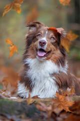australian shepperd in autumn