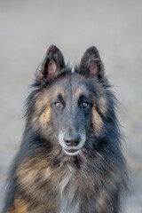 portrait of a shepherd