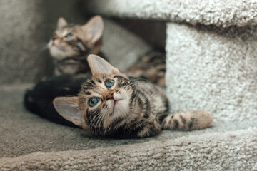 Two cute bengal kittens sitting on a soft cat's shelf of a cat's house.