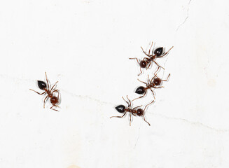 small ants on a dirty white wall