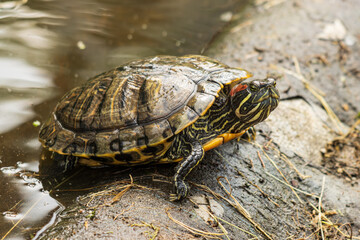 turtle at the water on vacation