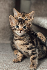 Fototapeta na wymiar Two cute bengal kittens sitting on a soft cat's shelf of a cat's house.