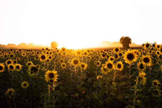 Field Of Sunflowers