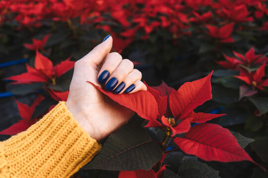 Blue nail polish manicure with red flower poinsettia.