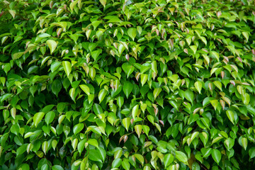 Fototapeta premium Close-up view of the green leaf texture in the garden