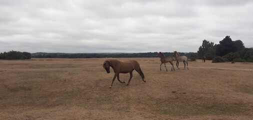 New Forest Foals