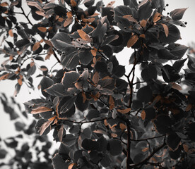 Linden tree. Linden seeds on a tree