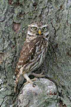 Beautiful Little owl (Athene noctua) in a tree looking for prey. Green bokeh background in the Netherlands.                                 