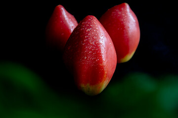 3 tomatos on black background