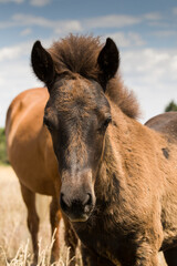 Icelandic horse young