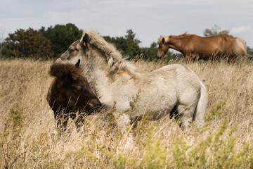 Fototapeta premium Car for