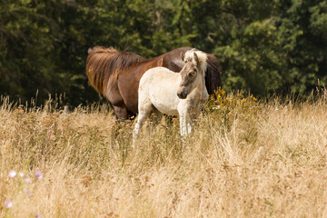 Mother mare with Foal


