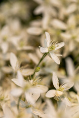 White flowers on a blurred natural background. Flowering shrub with tiny white flowers. Beautiful flowering branch. Flowering plant at sunset.