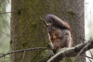 Naklejka na ściany i meble Grey-red squirrel eating a nut