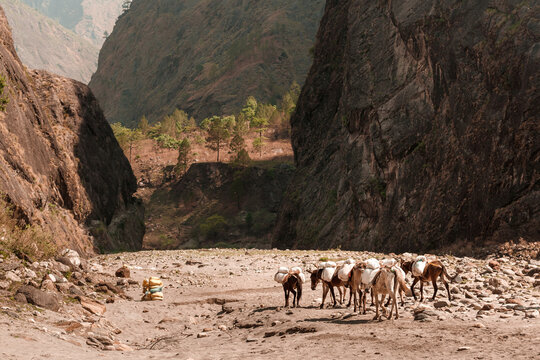 Pack of donkeys at the deep mountain valley in Himalayas