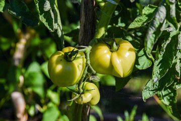 .Ripening green tomatoes growing in the home garden, natural farming.