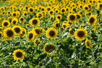 Sunflowers ripening in the field on a sunny day, texture of sunflowers.