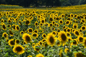 Sunflowers ripening in the field on a sunny day, texture of sunflowers.