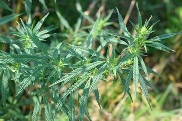 Cannabis sativa is an annual herbaceous flowering plant indigenous to Eastern Asia, but now of cosmopolitan distribution due to widespread cultivation.