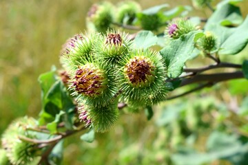 Arctium is a genus of biennial plants commonly known as burdock