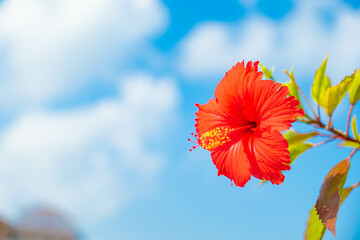 ハイビスカス 沖縄 リゾート 青い空 快晴 © 啓太 嶺井