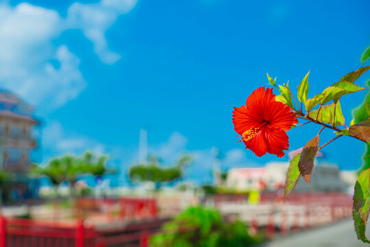 沖縄県花」の写真素材 | 18,923件の無料イラスト画像 | Adobe Stock