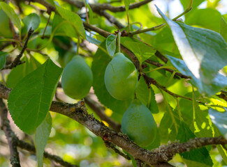 Green ripening plum on a tree with green foliage in the garden
