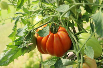 Beautiful red tomato on branch in green house , organic tomatoes