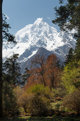 Snow-capped mountain peaks framed by trees, Himalayas, Bimthang