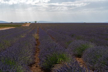 Lavender field in region of Provence France