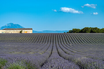 Plakat Lavender field in region of Provence France