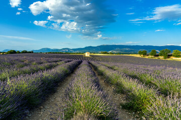 Lavender field in region of Provence France