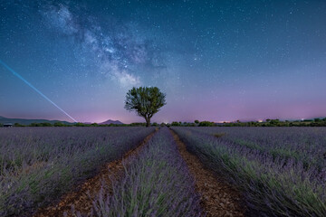 Lavender field under the Milky Way at the starry night, in Valensole France