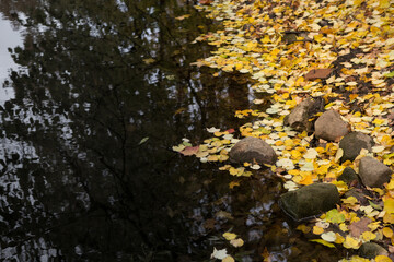 Obraz na płótnie Canvas Yellow leaves and dark autumn water