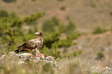 alimoche en el campo buscando carroña