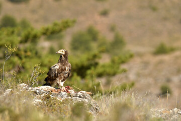 alimoche en el campo buscando carroña